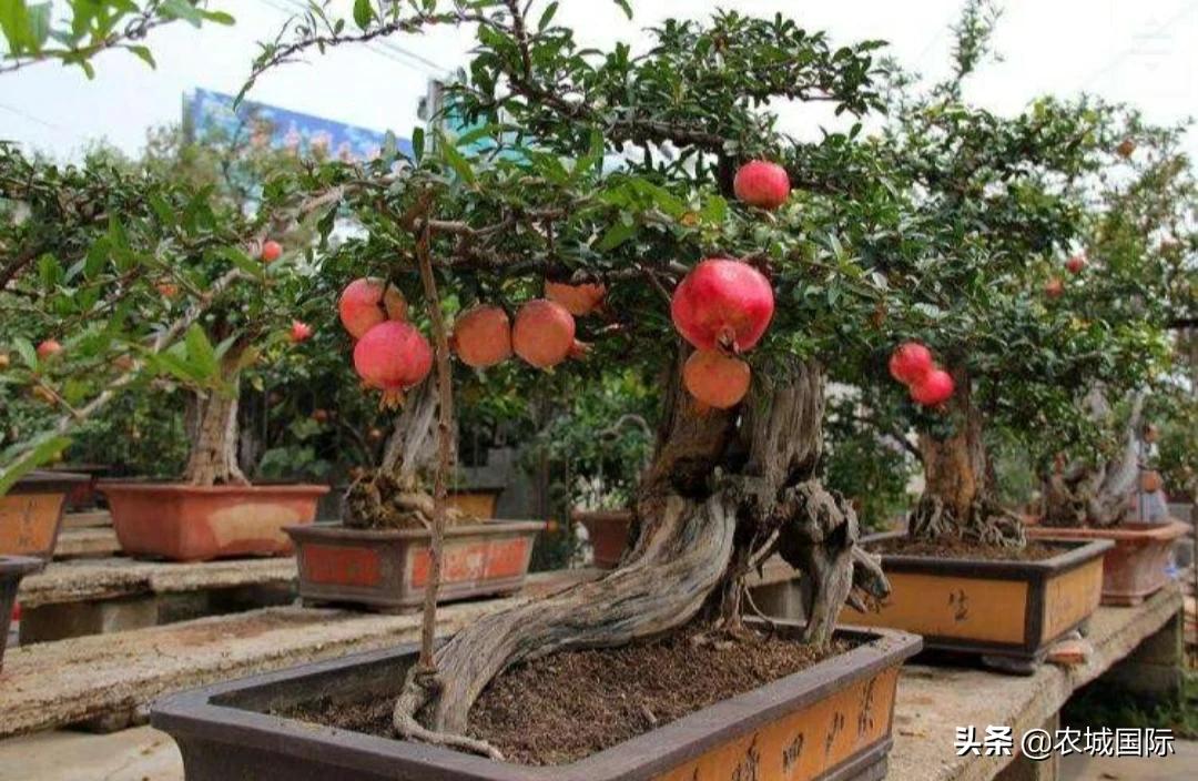 西安的庭院适合养什么花？