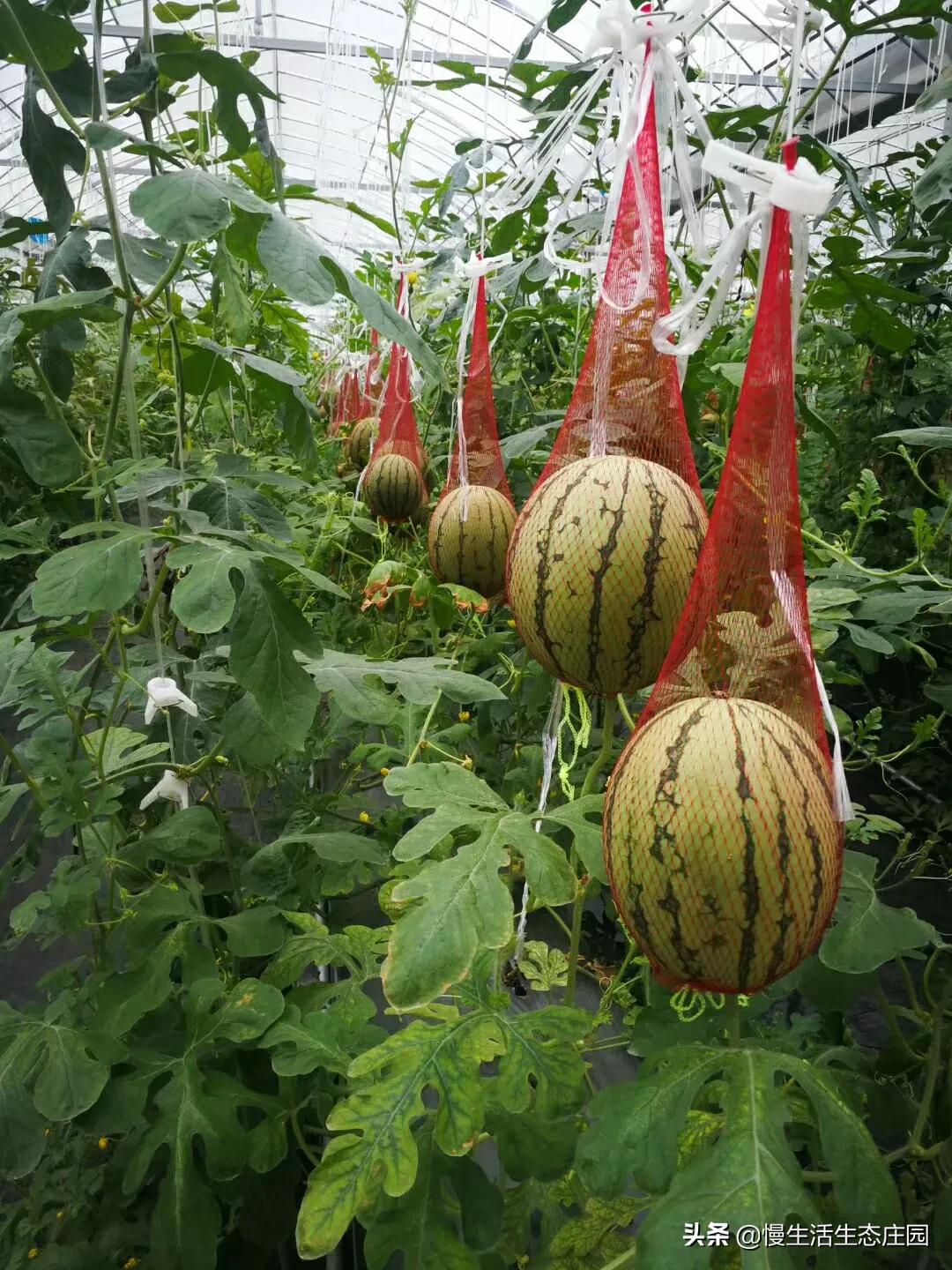 无锡市哪里有卖果树苗