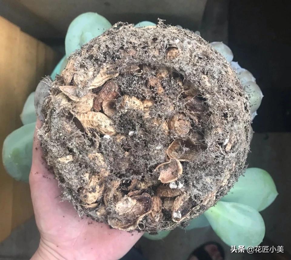 使用花生壳搭建网站
