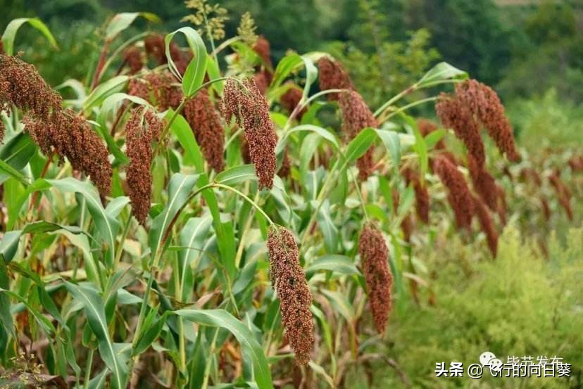 河南高粱酿酒怎么样