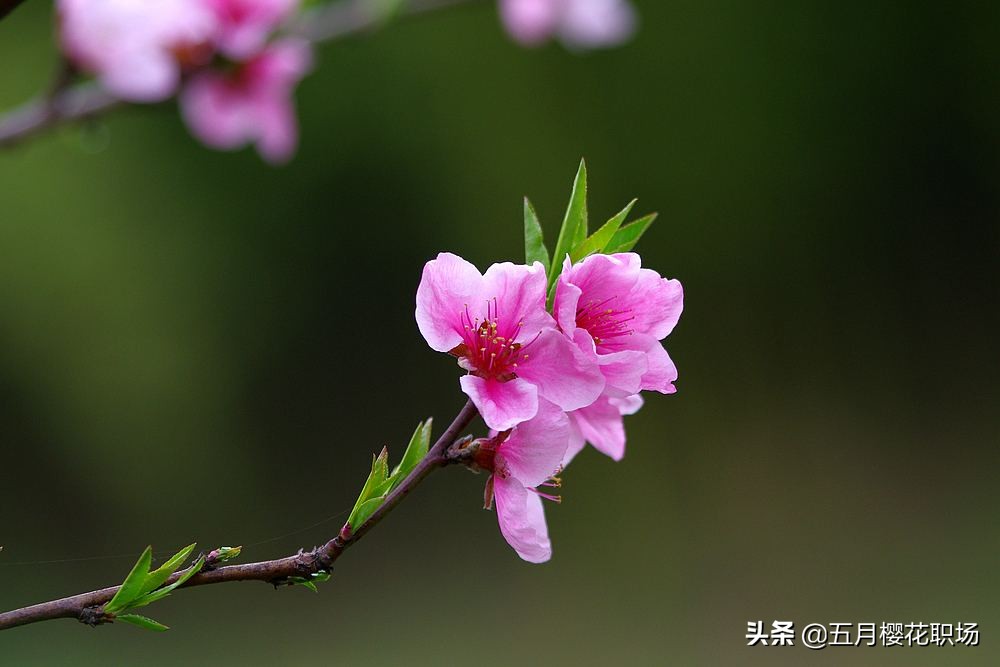 西安市五十岁有什么工作