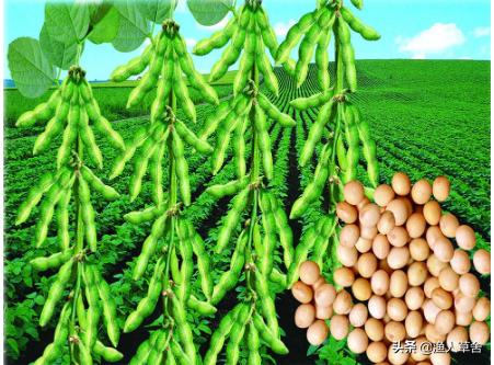没买过美国一粒大豆（去美国能不能带豆类，比如黄豆，豇豆，红豆.生的？）