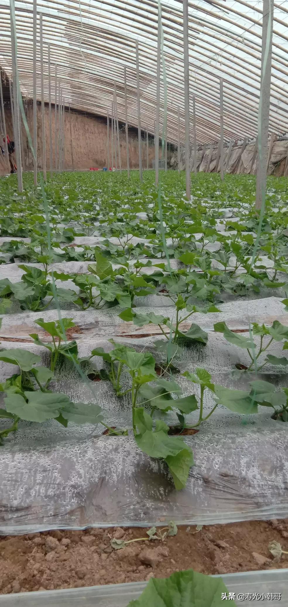 瓜果蔬菜种植批发，瓜果蔬菜种植批发市场在哪
