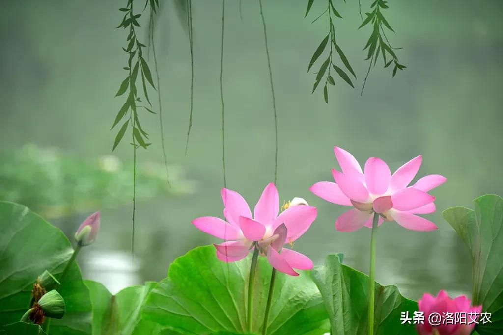 尼康d850（尼康d850深度评测？）