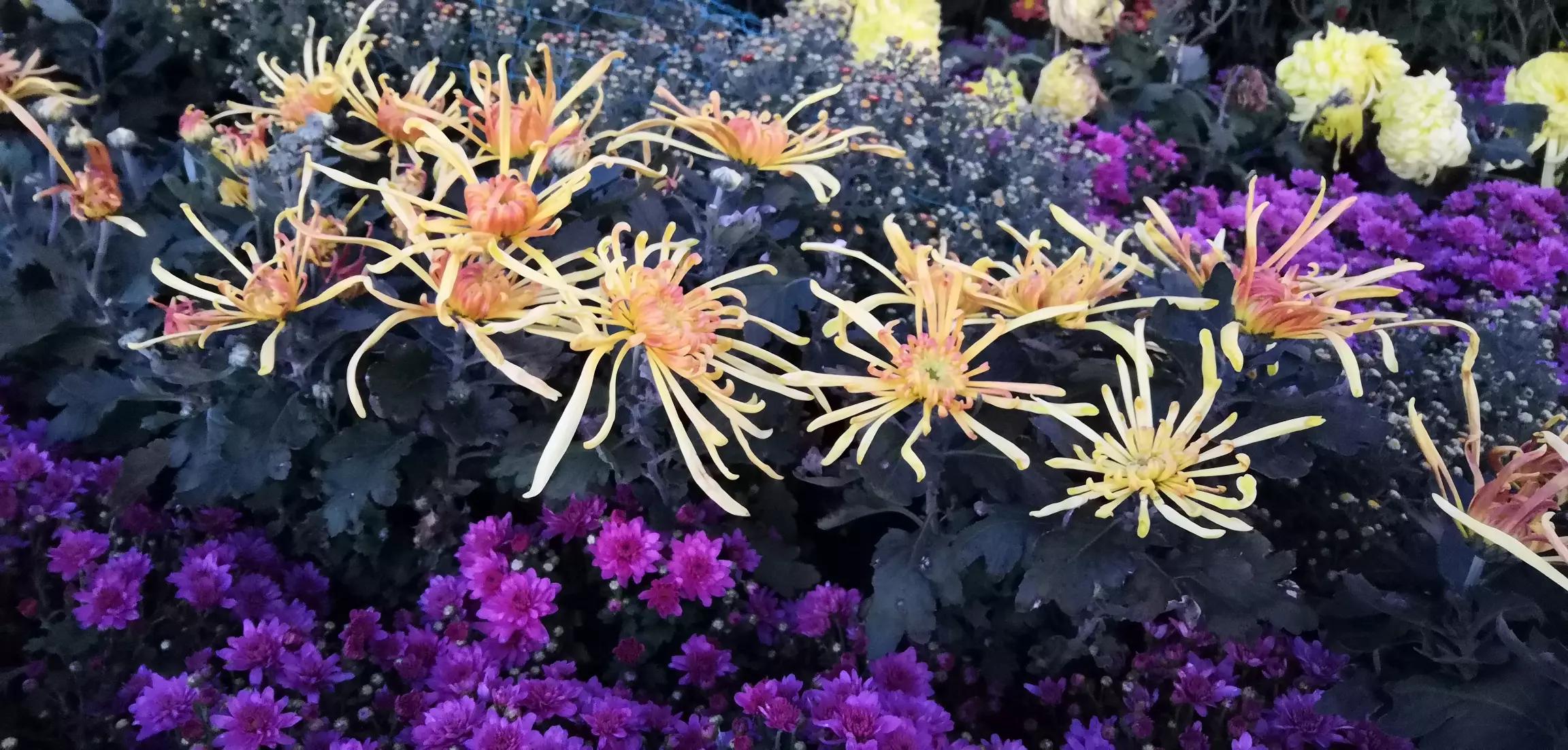 沈阳世博园菊花开放时间？