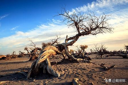 英雄树英雄树指的是什么树 英雄树英雄树指的是什么树