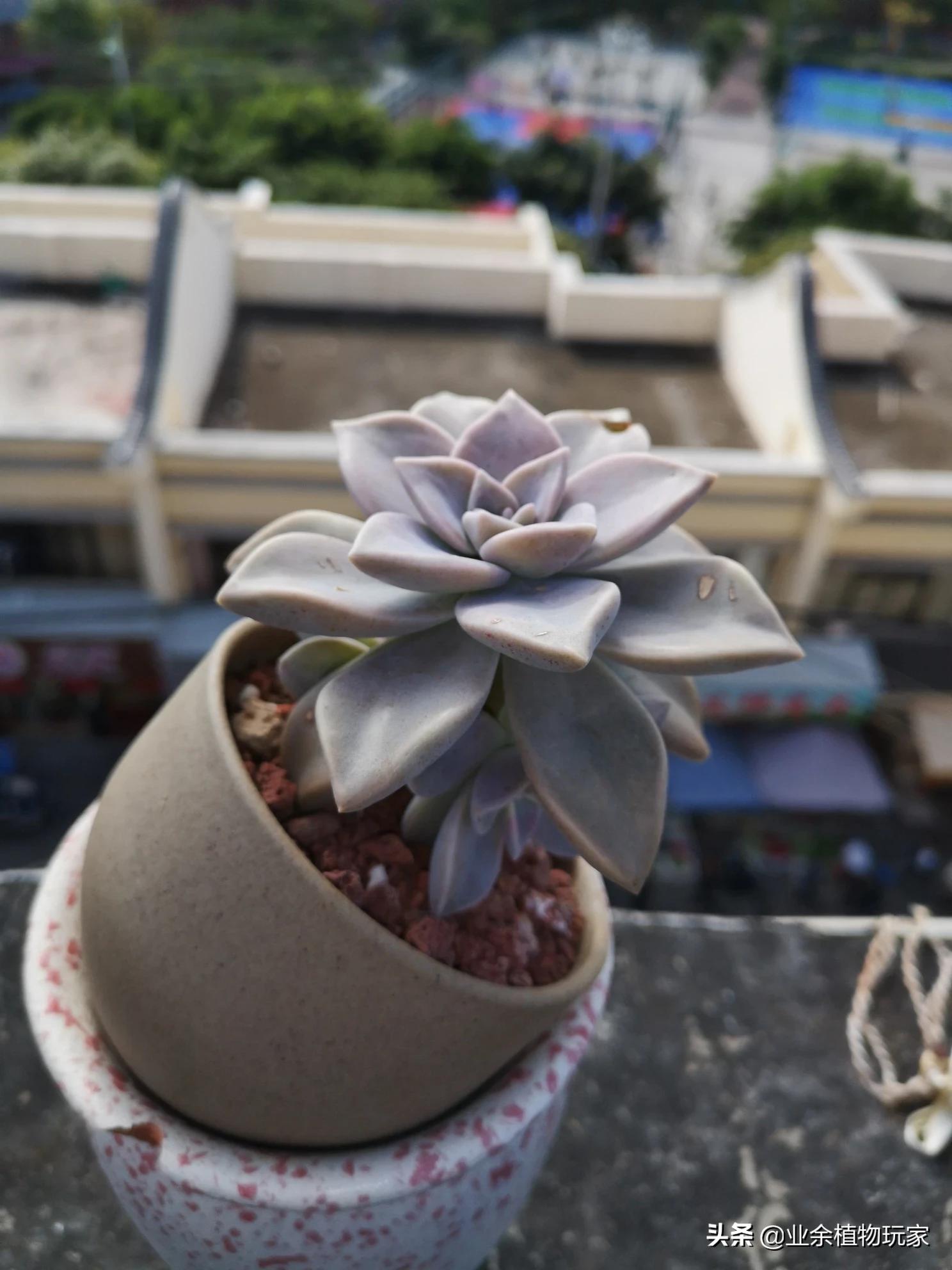 厦门市有多少树种种植