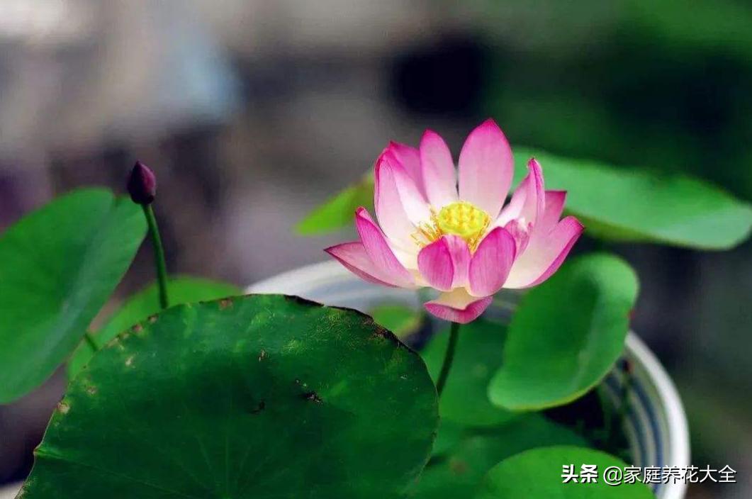 黑荷花(世界上有黑色莲花吗?) 黑荷花(世界上有黑色莲花吗?)