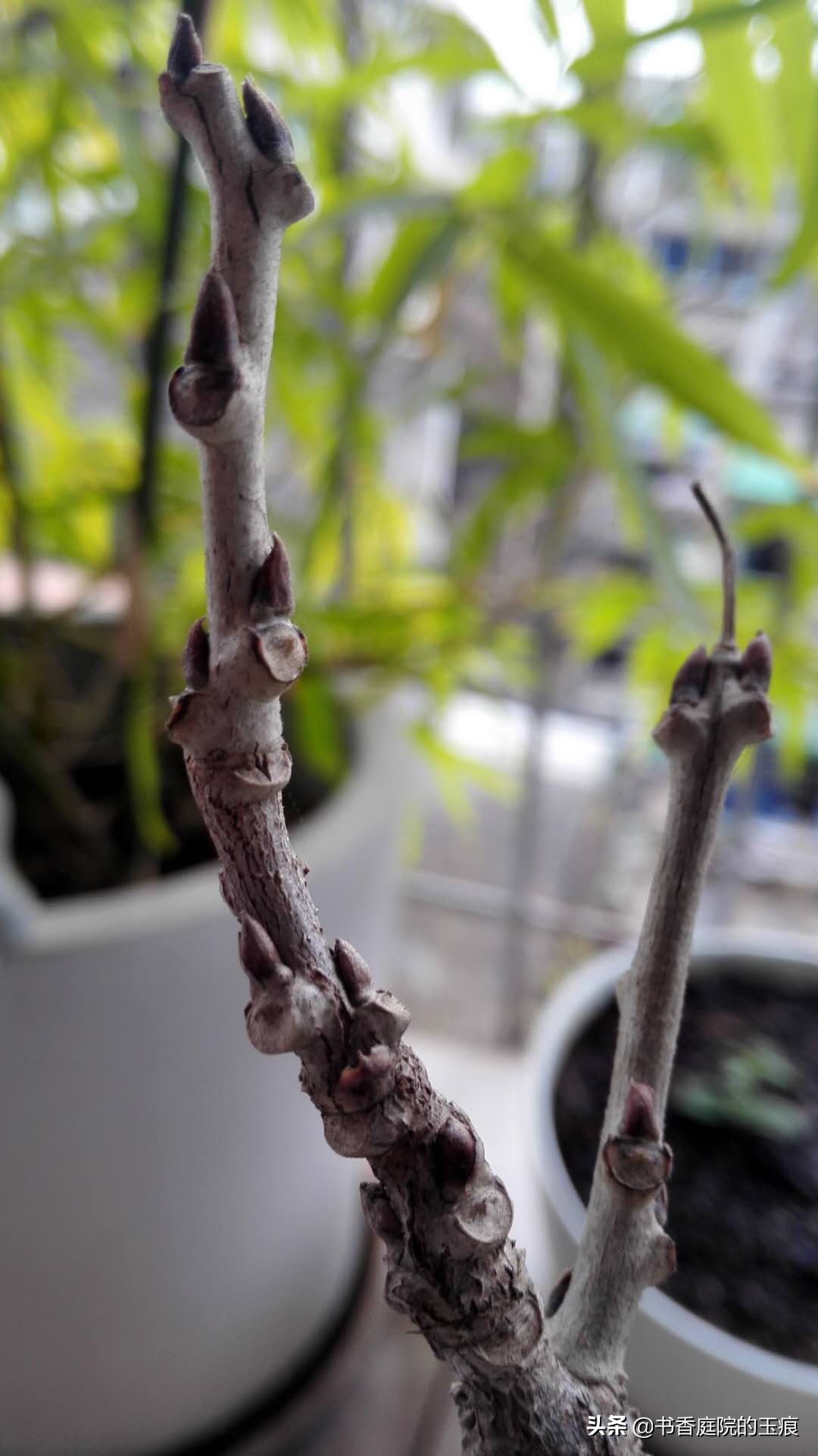 紫藤图片紫藤图片大全大图