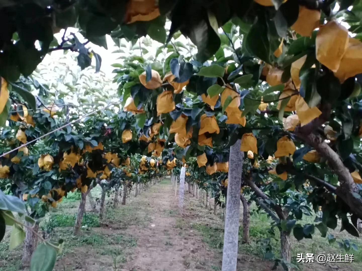 在哪里买果树苗比较靠谱？