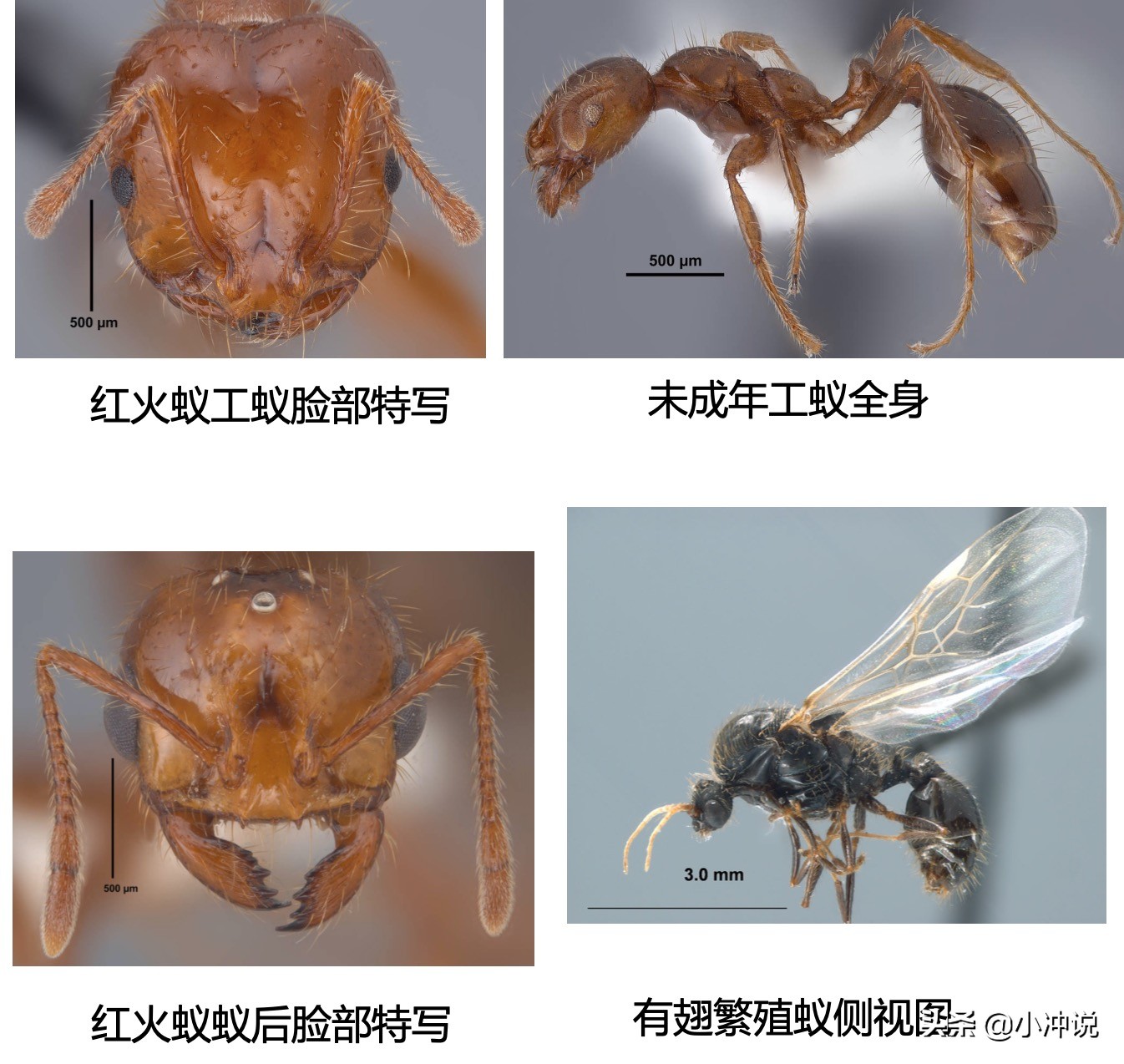 漳州一年轻男子被红蚂蚁咬一口后休克，幸亏抢救及时, 你怎么看？：被蚂蚁咬伤身亡