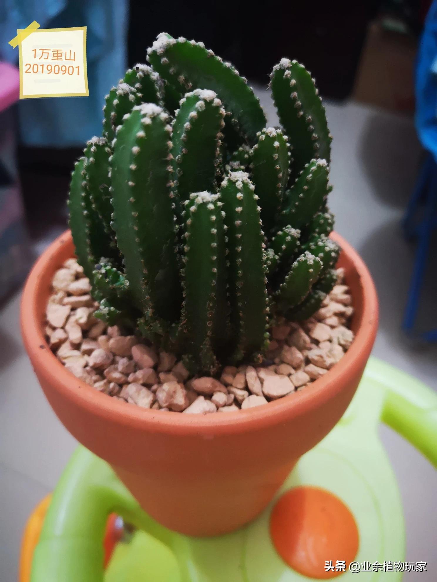 厦门市有多少树种种植