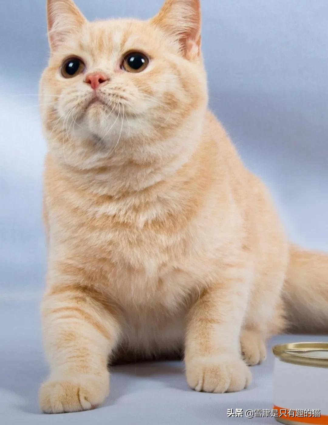 麻烦猫在海外生活英文翻译，麻烦猫在海外生活英文翻译怎么写