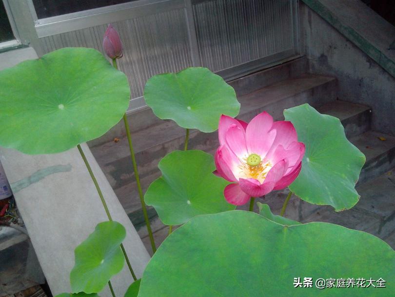 黑荷花(世界上有黑色莲花吗?) 黑荷花(世界上有黑色莲花吗?)