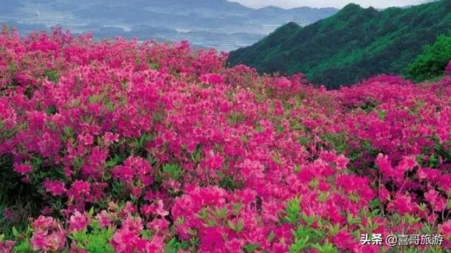 无锡市五月看花哪里好