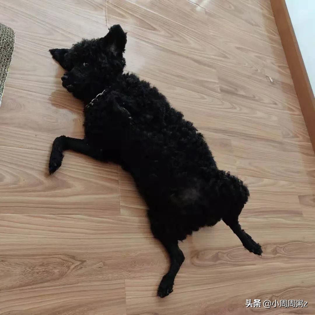 没有狗狗的海外生活，没有狗狗的海外生活视频