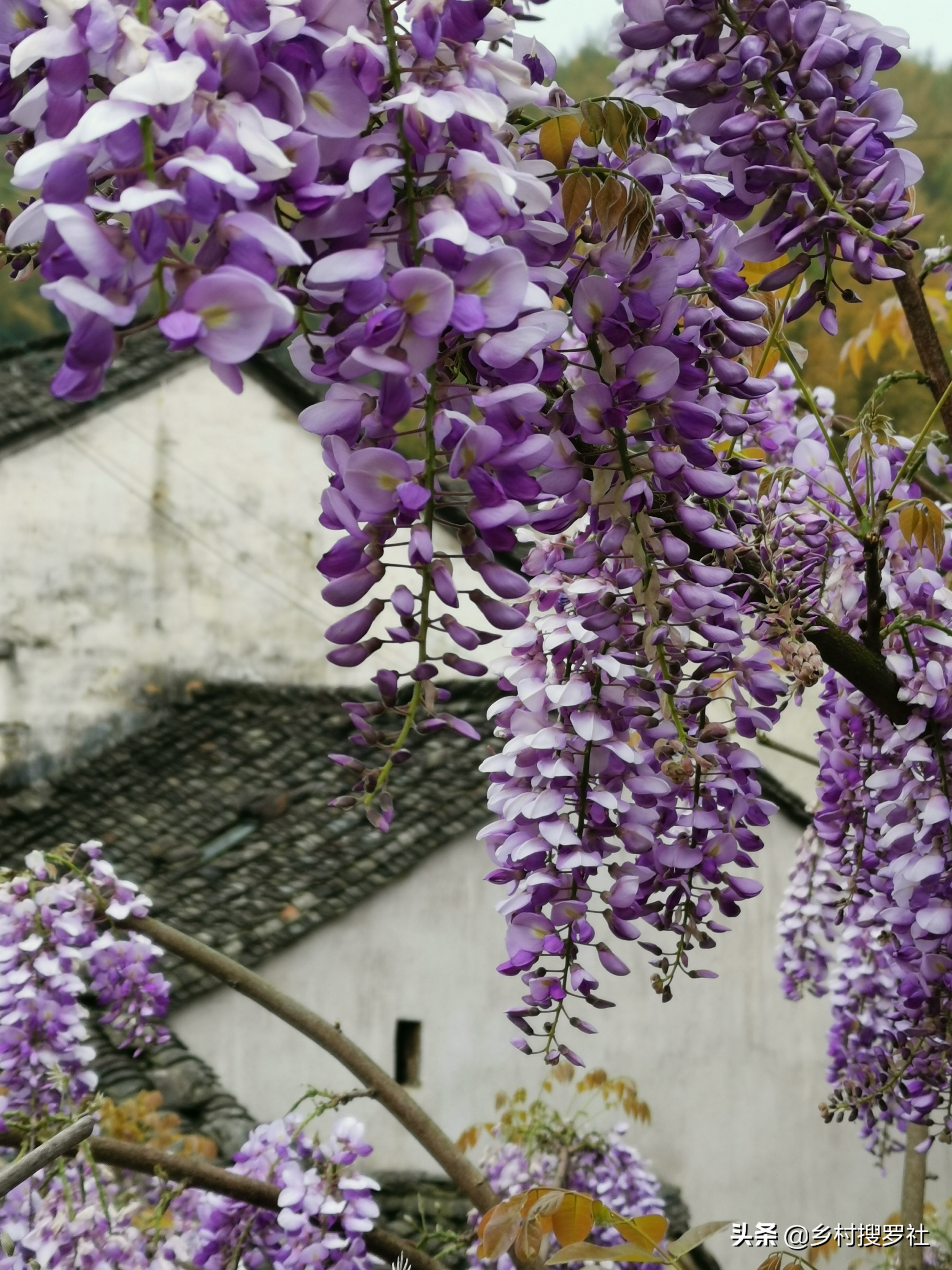 紫藤图片紫藤图片大全大图