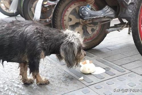 小区物业捕杀小区里的流浪猫狗怎么办，你认为他们有这个权利吗？：物业称将捕杀流浪猫