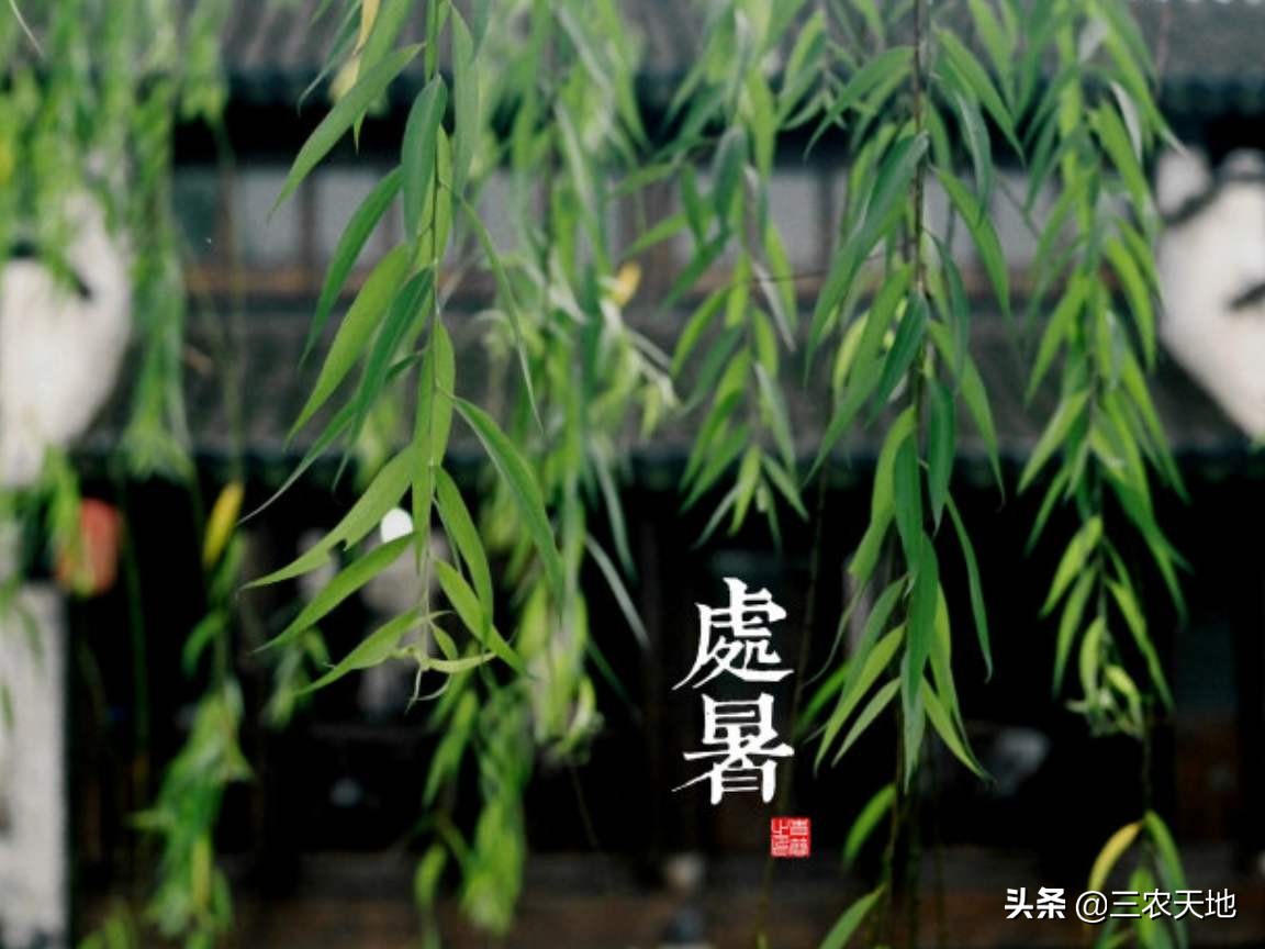 今天处暑（今天是处暑感悟？）