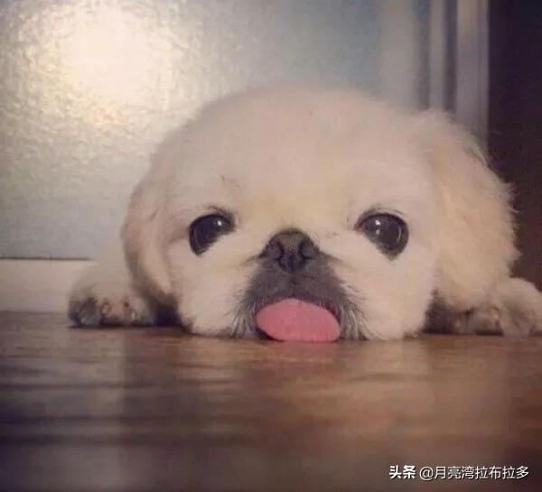 河南香烟哪个最像中华
