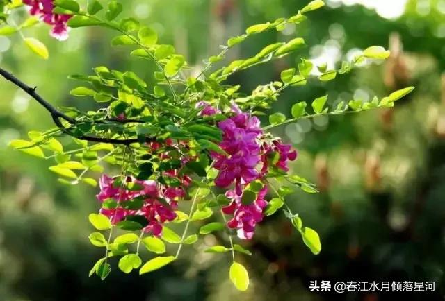 每日妈妈粤语，每日妈妈粤语版