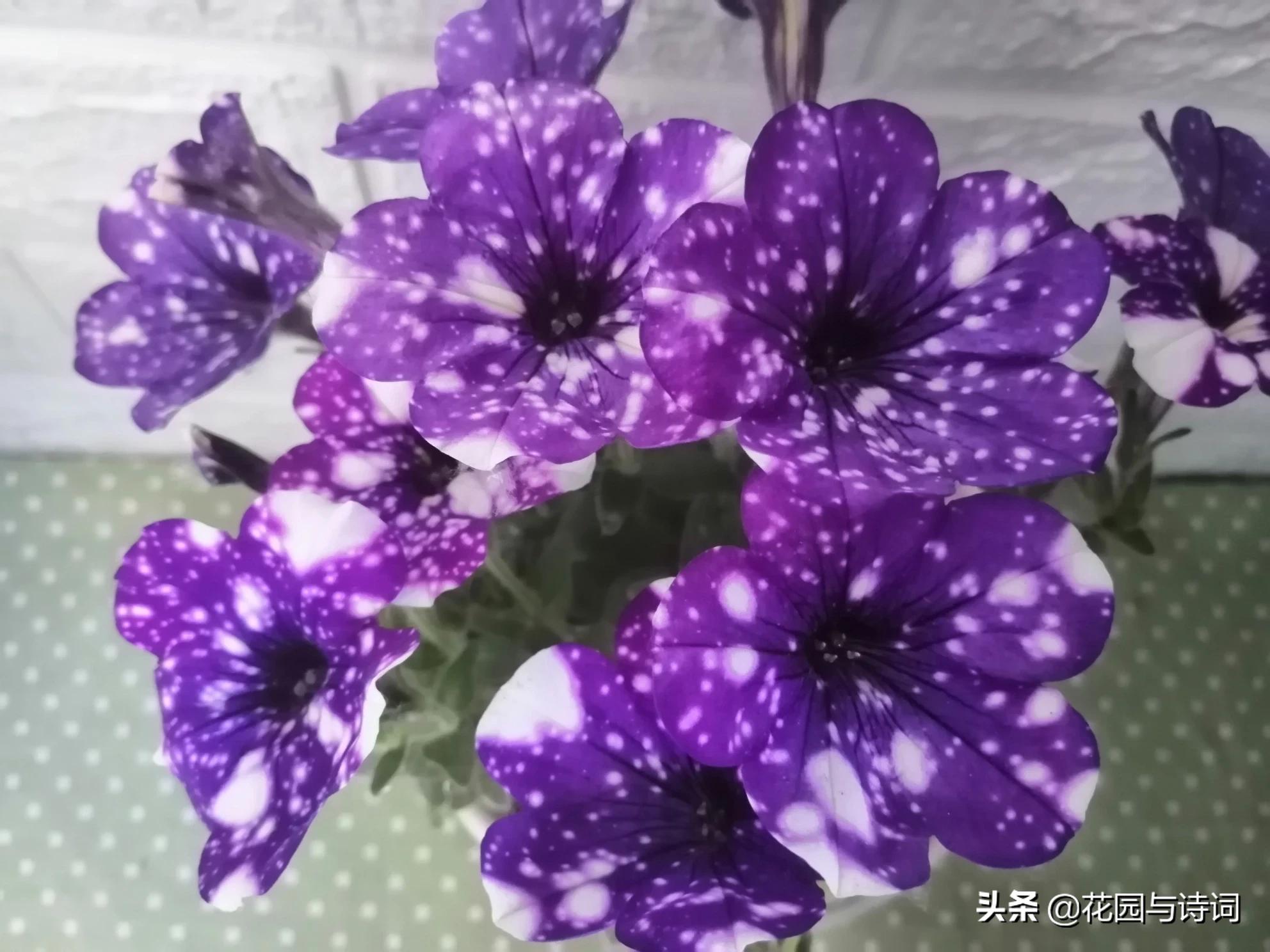 天津垂钓牵牛花怎么样
