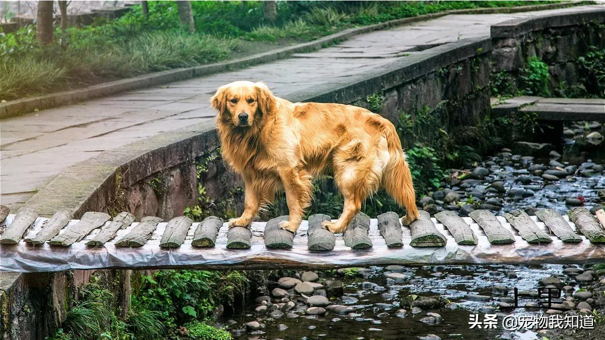 大型犬(适合懒人养的10种大型犬?) 大型犬(适合懒人养的10种大型犬?)