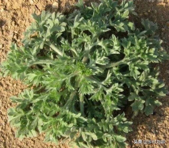 黔南网络营销排名前十,我家在贵州黔南大深山里,山里有很多中草药,请问怎么销售?