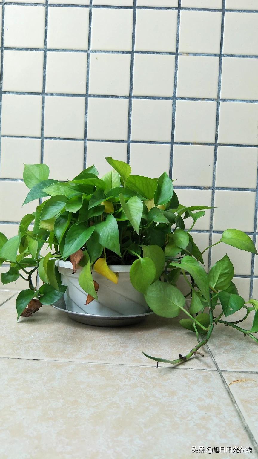 花卉产业发展基础知识，花卉产业发展基础知识题库