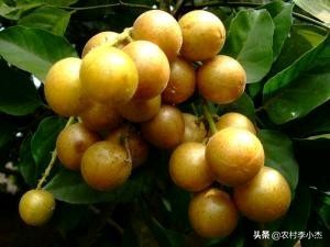 福建发酵鸡屎肥怎么样