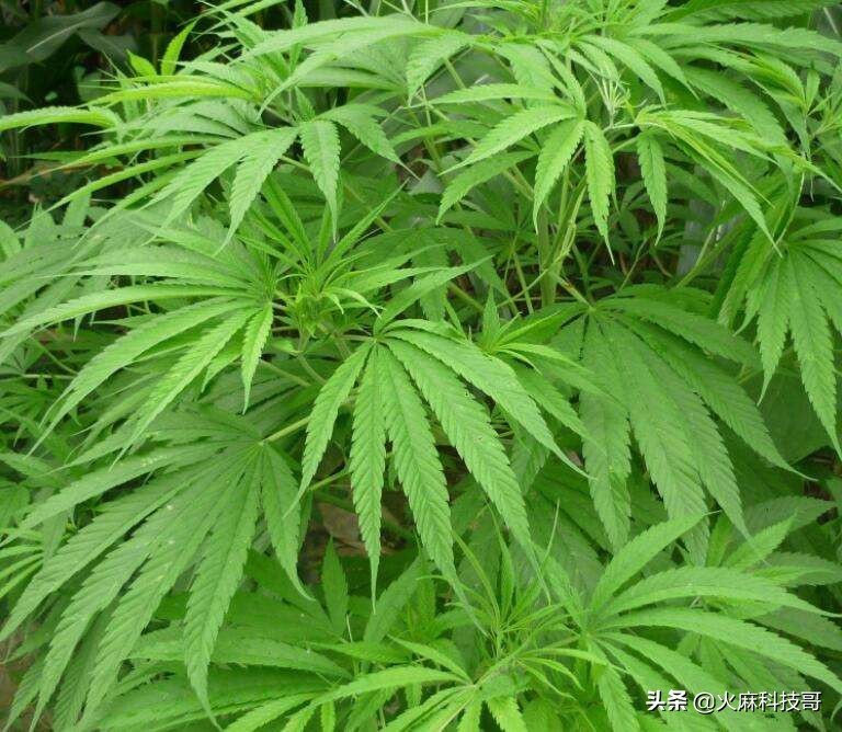大棚有机蔬菜种植产量，大棚有机蔬菜种植产量多少