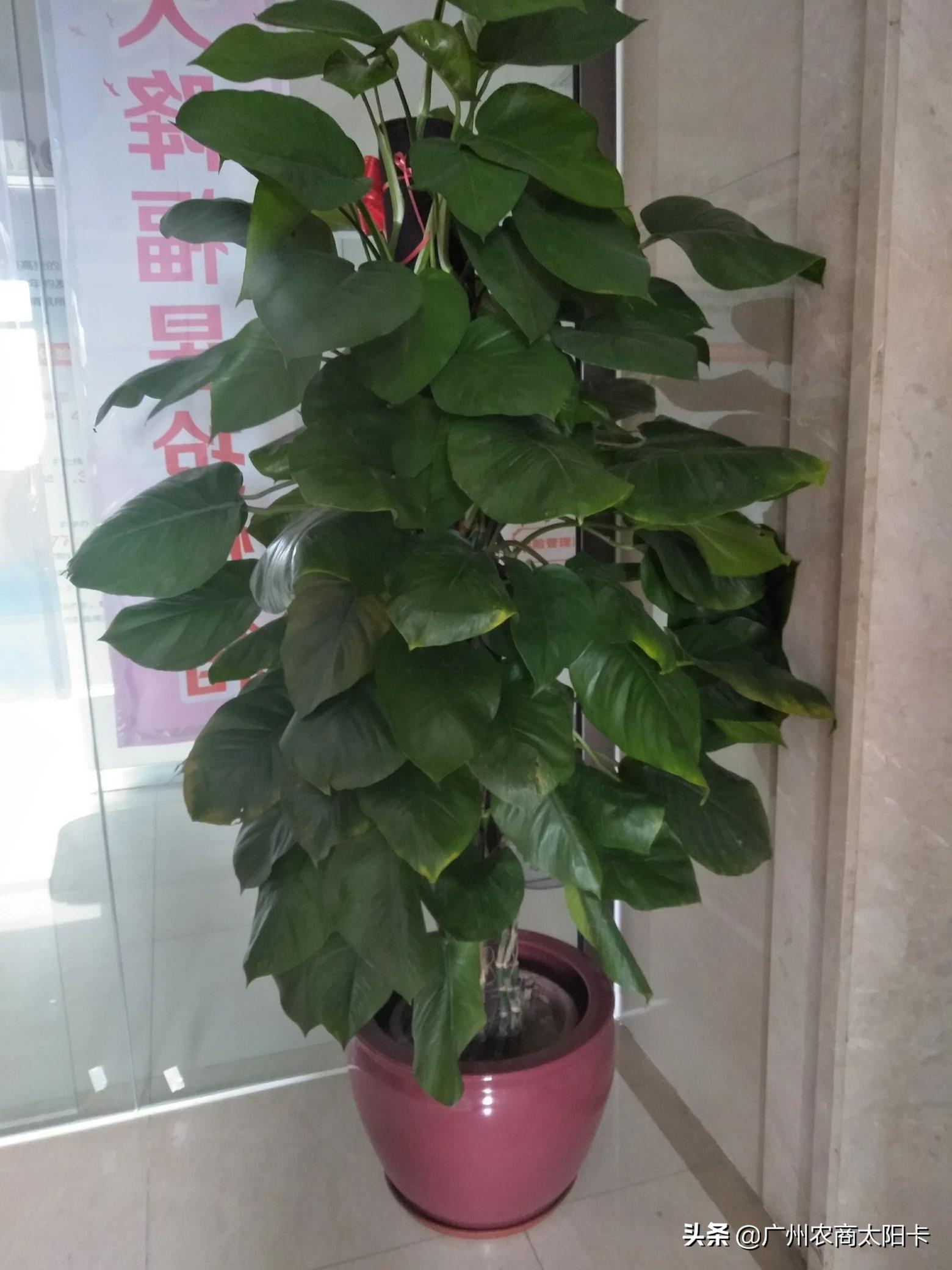 增城二手