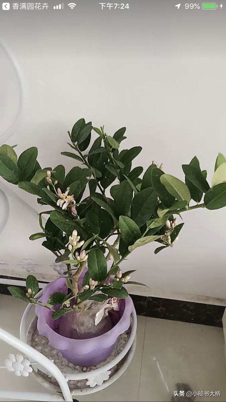 长沙新房前适宜种哪些果树？