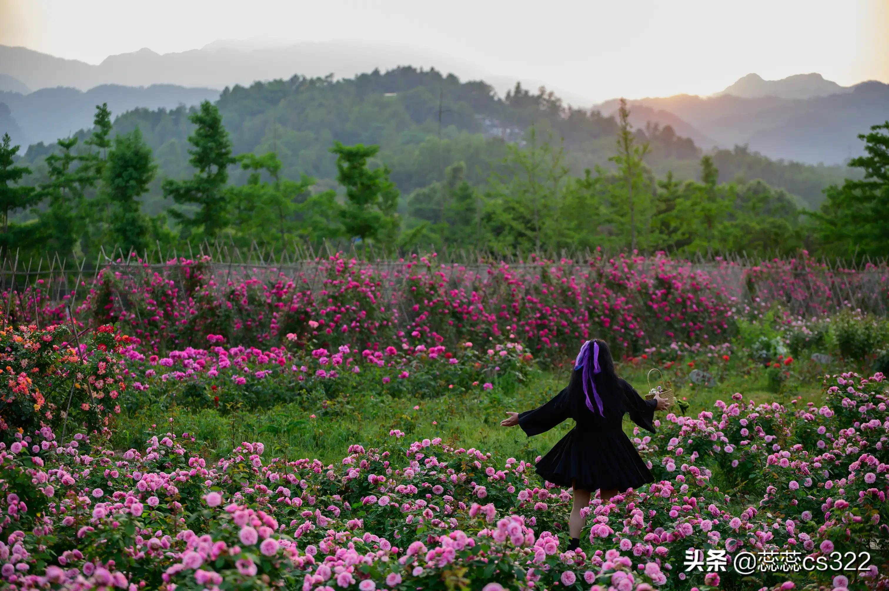樱花的图片樱花的图片大全 最美