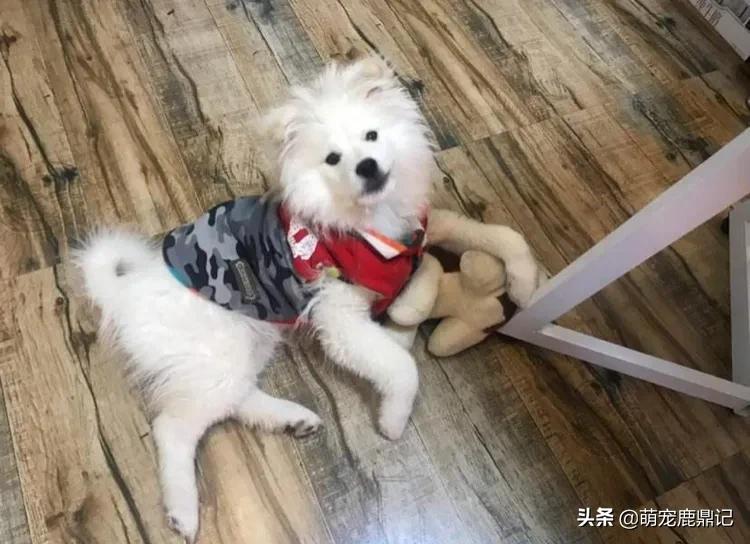 [小狗被困宠物店死亡]私自把狗狗放宠物店寄养，狗跑了，宠物店有责任吗？