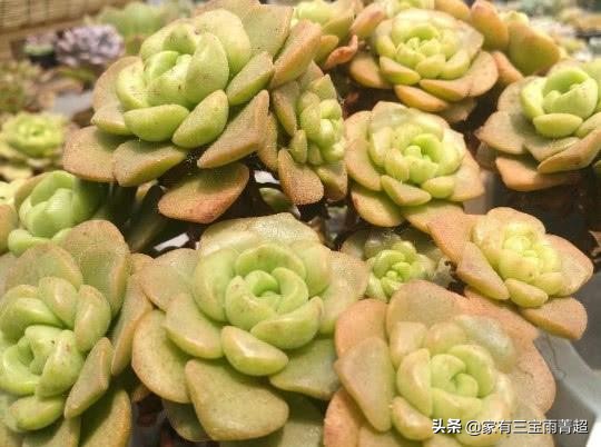 百合花成长过程？