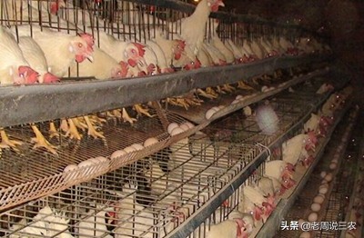 鸡下了蛋又被鸡吃了怎么办？：离婚被判吃掉鸡再离