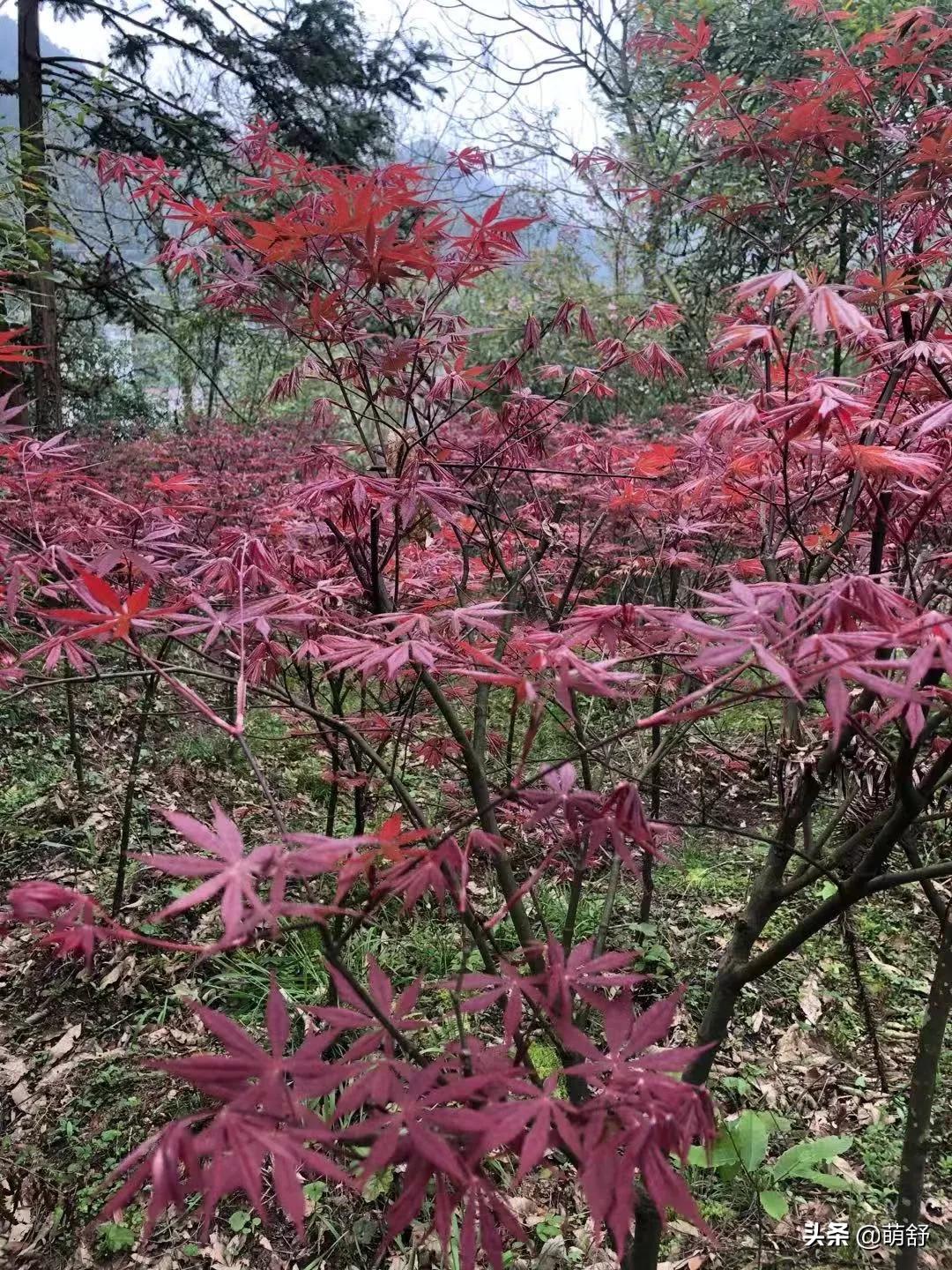 海外生活电视动画视频，海外生活电视动画视频在线观看