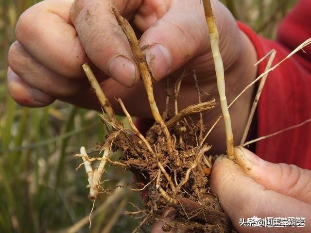 黄毛汽车报价,黄毛车多少钱