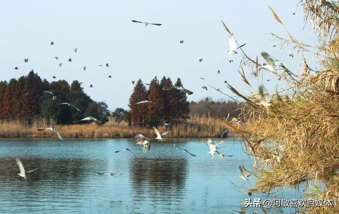 苏州市鸟是什么鸟 苏州市鸟是什么鸟