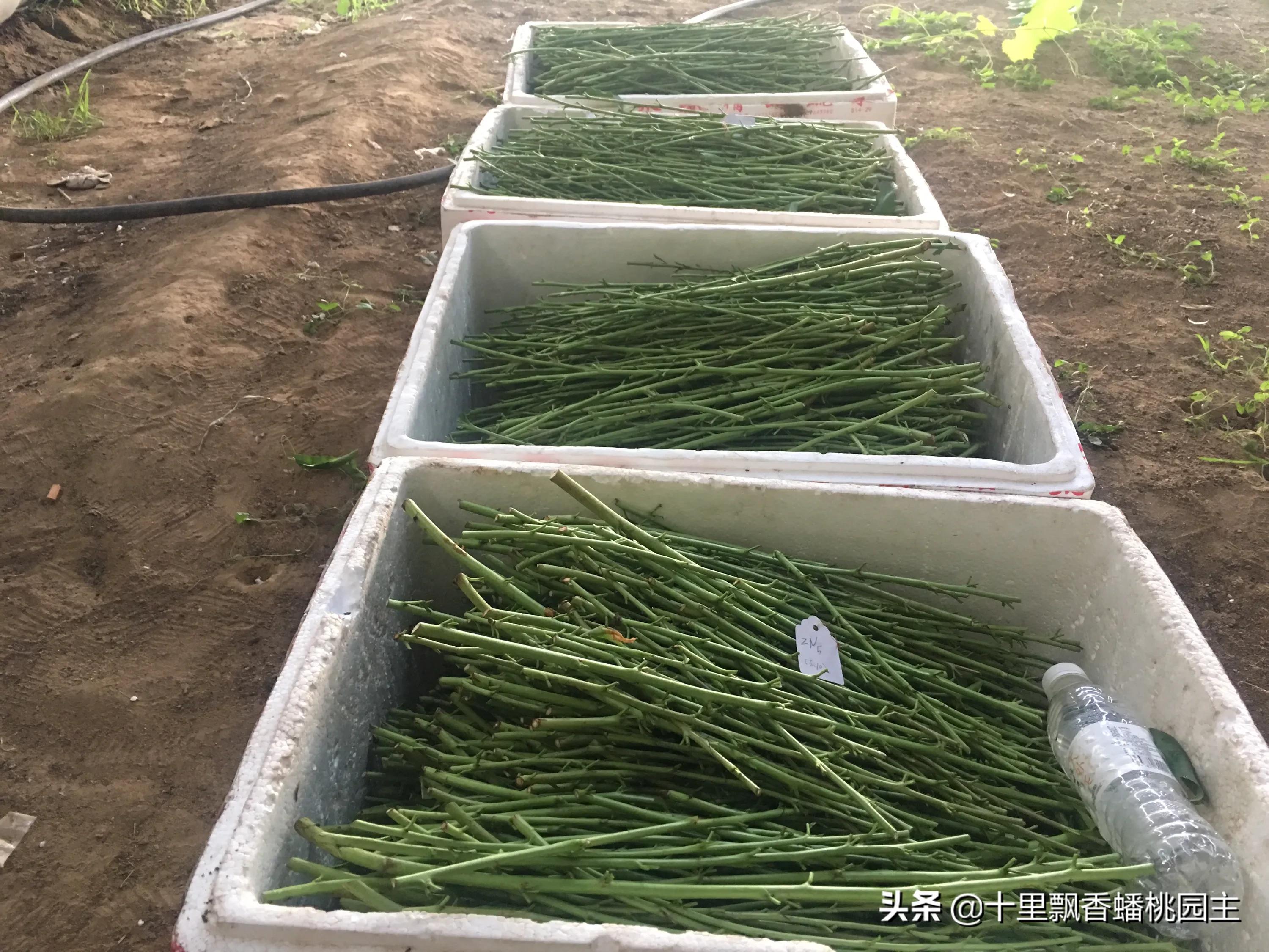汽车报价前途,汽车报价前途怎么样