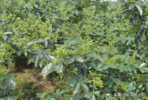 话题汽车报价直播,话题汽车报价直播文案