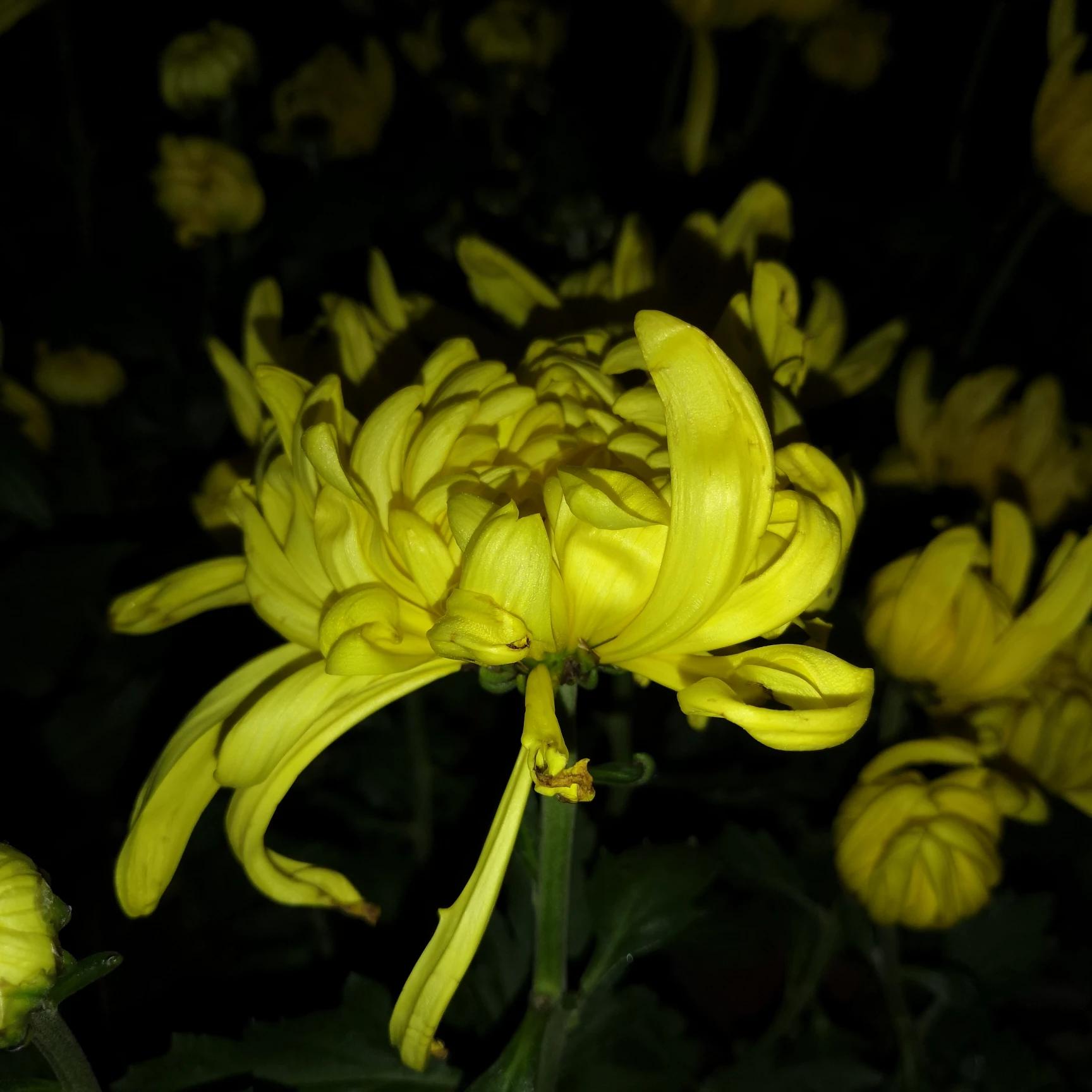 沈阳世博园菊花开放时间？