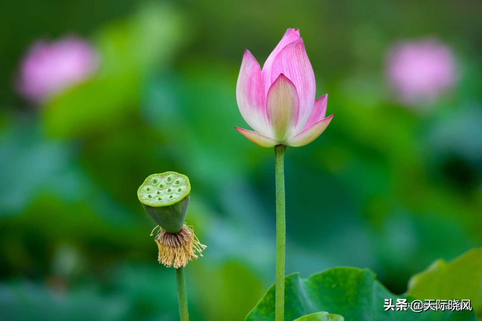 尼康d850（尼康d850深度评测？）