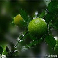 桔子籽出的桔子苗结果好吃吗？