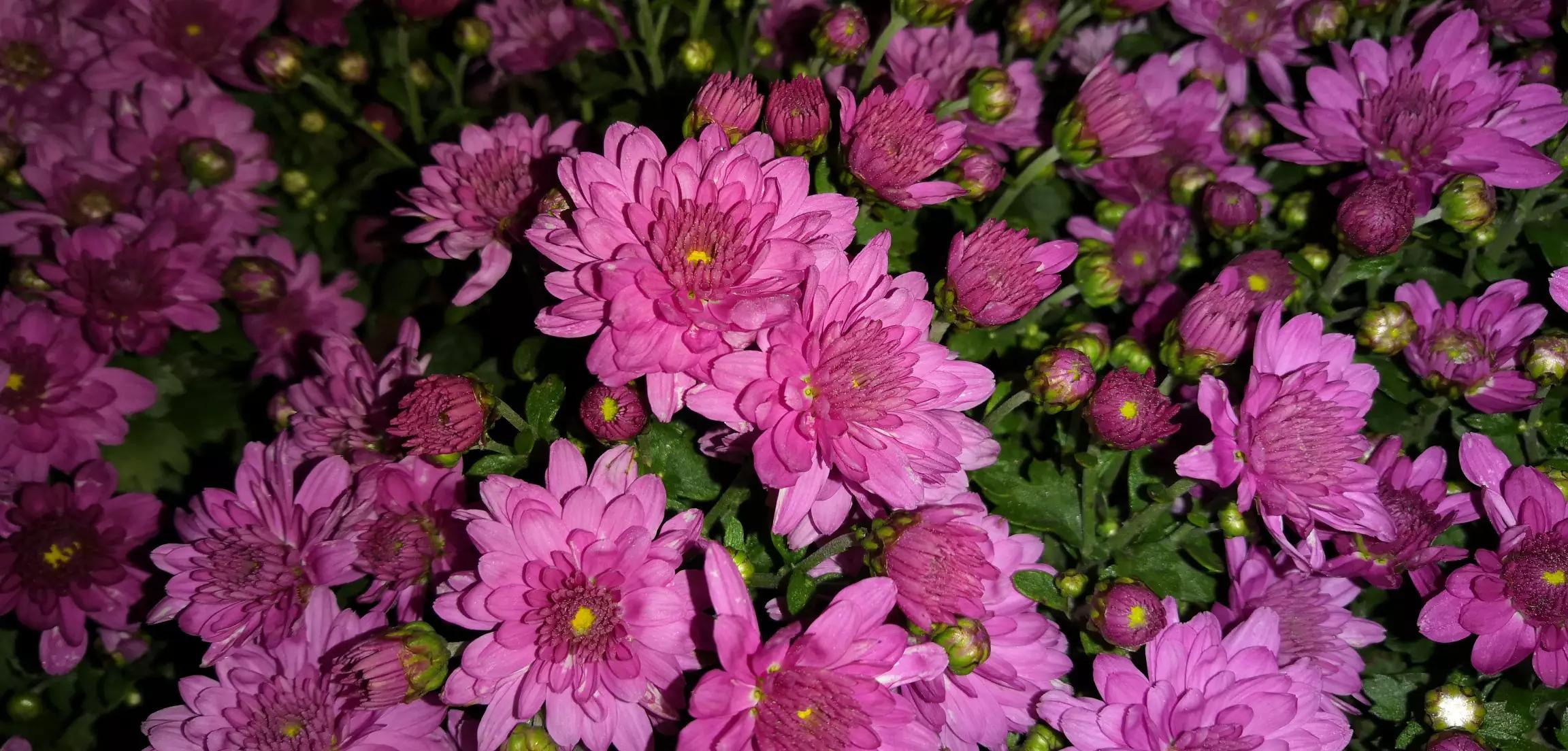 沈阳世博园菊花开放时间？