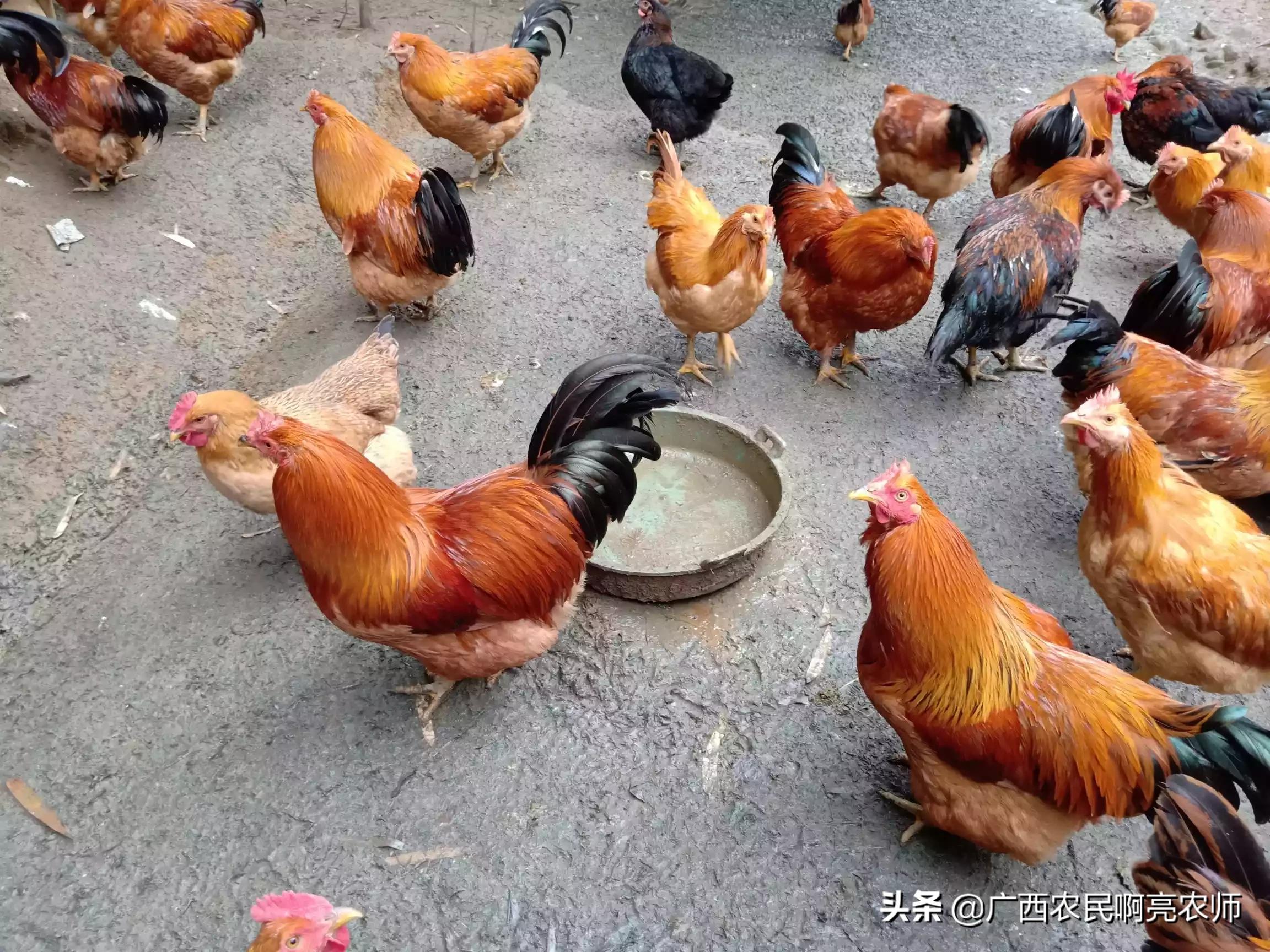 下载2020年汽车报价大全软件，下载2020年汽车报价大全软件免费