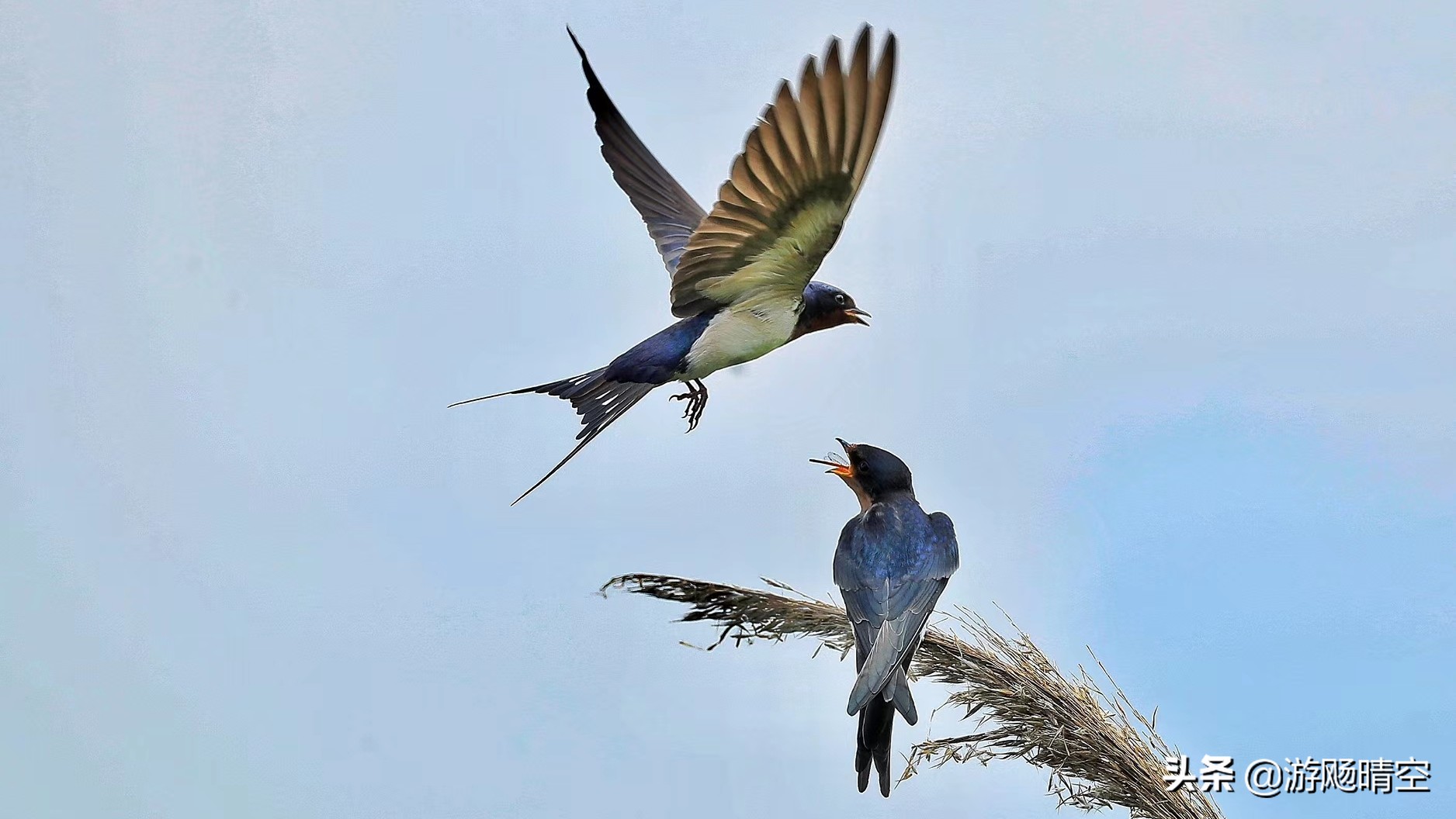 燕子的图片燕子的图片真实照片