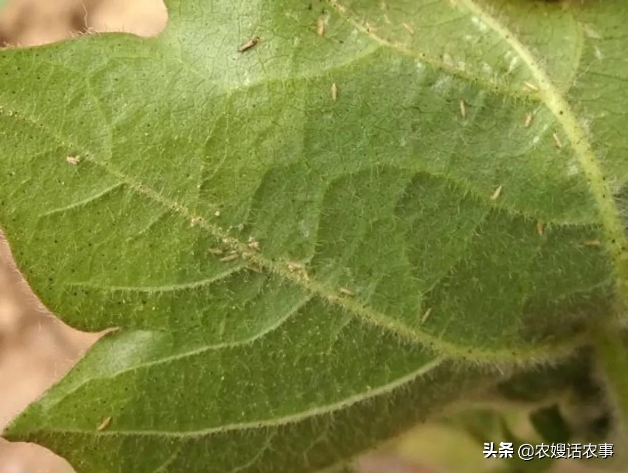 美妆好物豆贴
