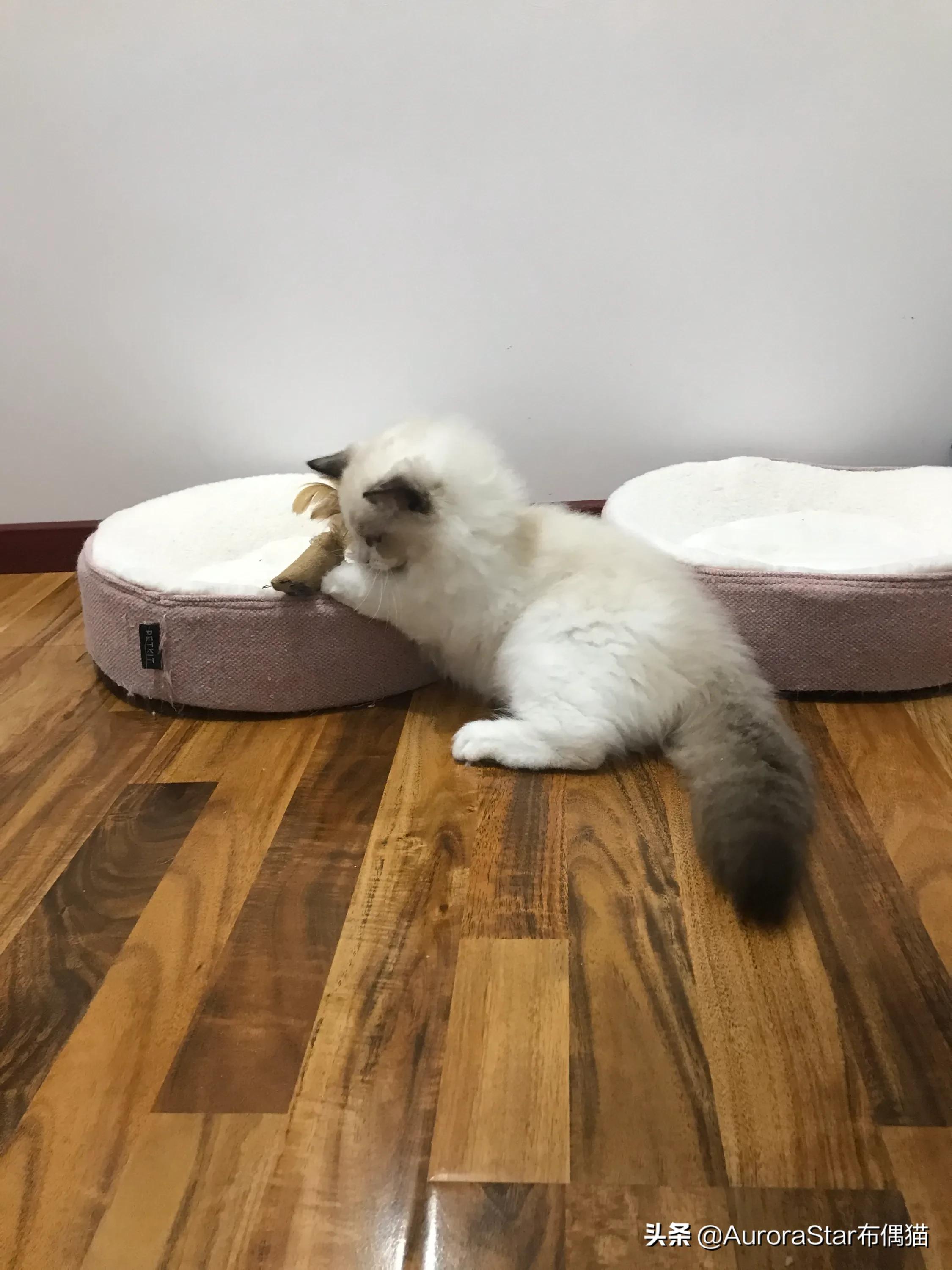 海外生活的猫视频播放下载，海外生活的猫视频播放下载安装